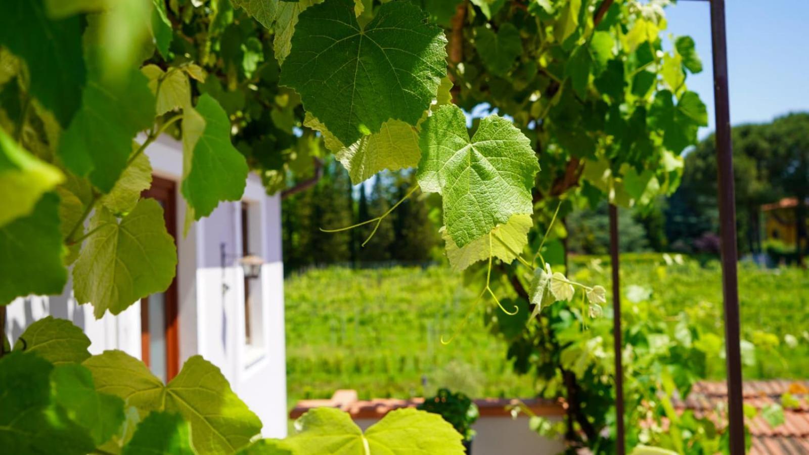 カパンノリLa Casa Nella Vigna Colline Del Vinoアパートメント エクステリア 写真