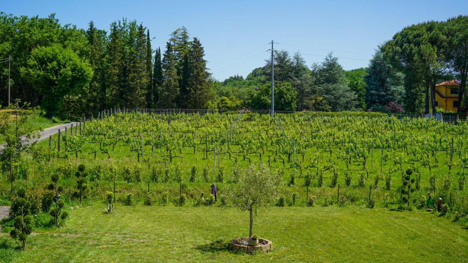 カパンノリLa Casa Nella Vigna Colline Del Vinoアパートメント エクステリア 写真